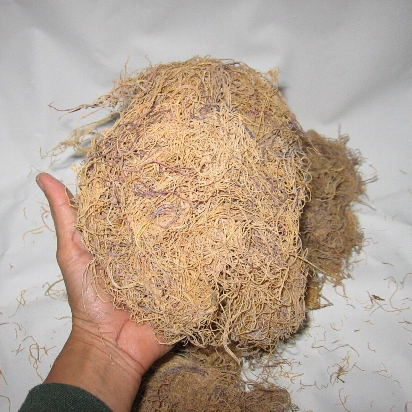 Wildcrafted Raw Honduran Sea Moss